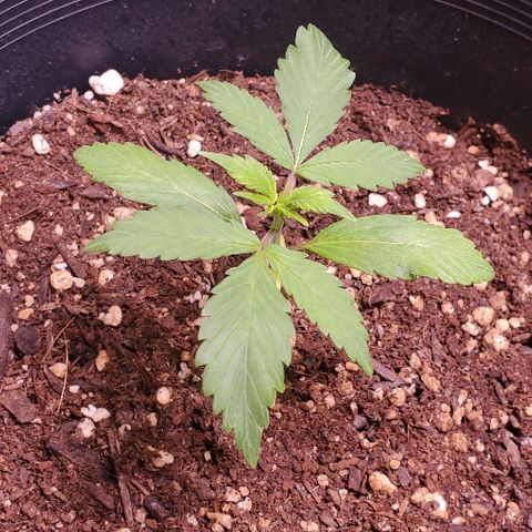 Fast Berry Auto (3) growlog timeline photo