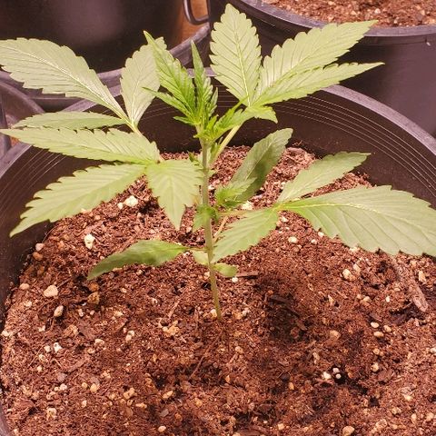 Moby Dick XXL Autoflowering 1 growlog timeline photo