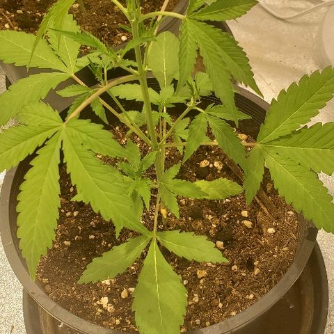 Moby Dick XXL Autoflowering 1 growlog timeline photo