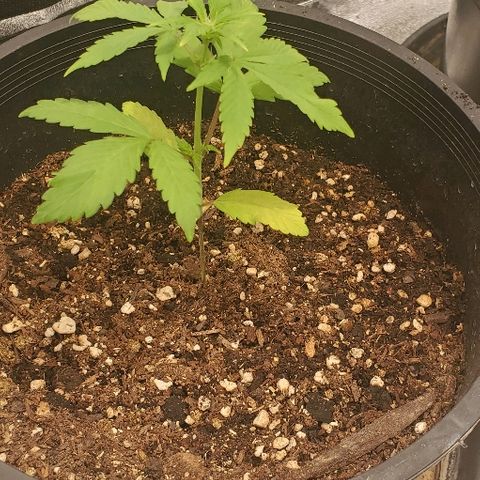Fast Berry Auto (3) growlog timeline photo