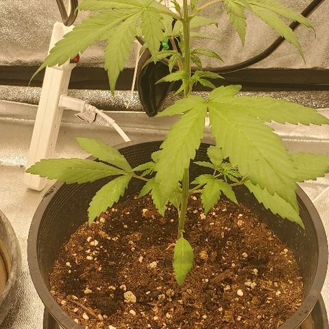 Fast Berry Auto (3) growlog timeline photo