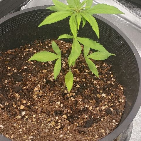 Fast Berry Auto (3) growlog timeline photo
