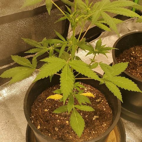 Moby Dick XXL Autoflowering 1 growlog timeline photo