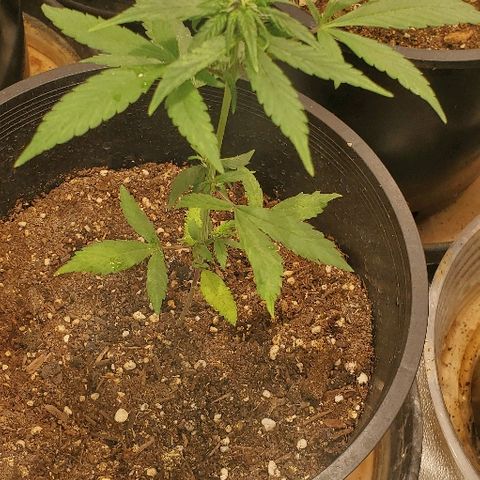Fast Berry Auto (3) growlog timeline photo