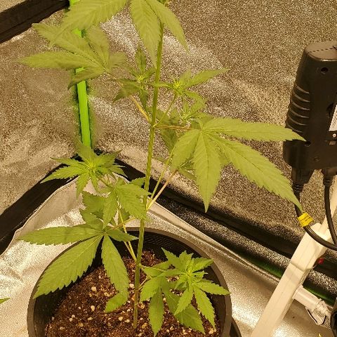 Fast Berry Auto (3) growlog timeline photo