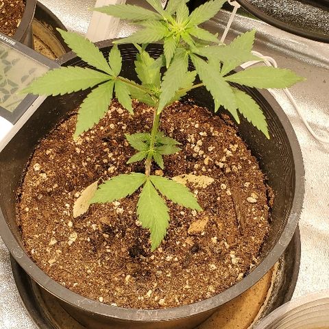 Fast Berry Auto (3) growlog timeline photo