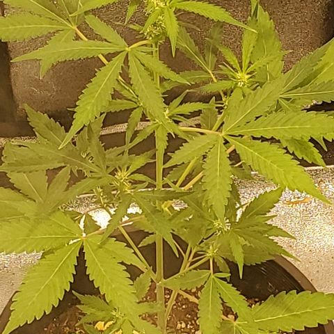 Moby Dick XXL Autoflowering 1 growlog timeline photo