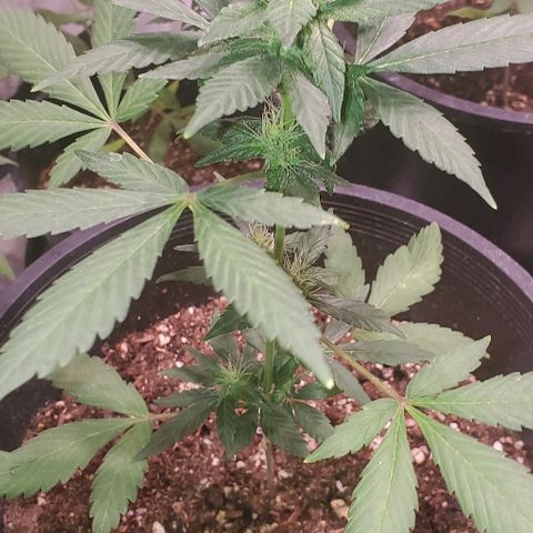 Fast Berry Auto (3) growlog timeline photo