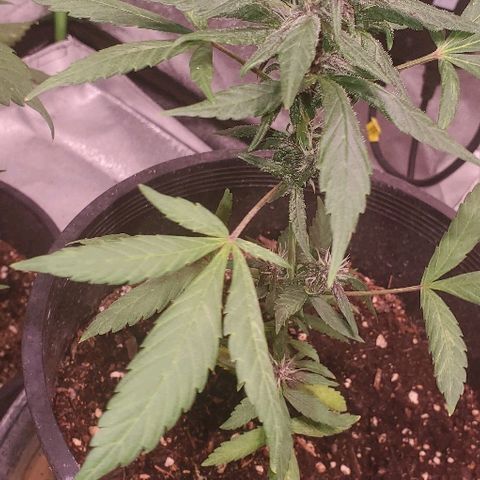 Fast Berry Auto (3) growlog timeline photo