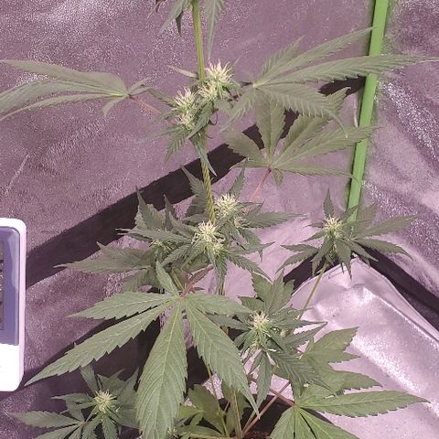 Fast Berry Auto (3) growlog timeline photo
