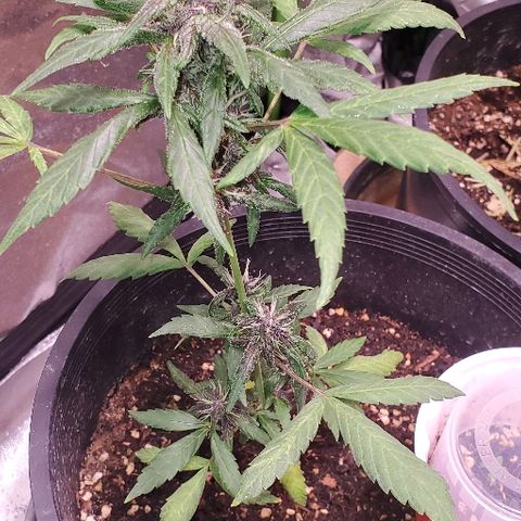 Fast Berry Auto (3) growlog timeline photo