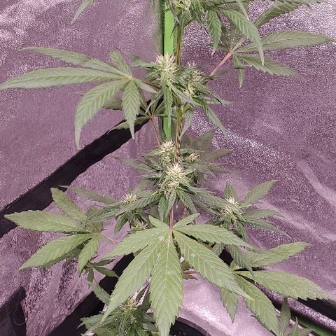 Fast Berry Auto (3) growlog timeline photo