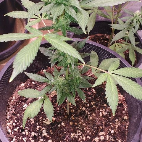 Fast Berry Auto (3) growlog timeline photo