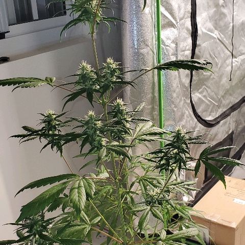 Fast Berry Auto (3) growlog timeline photo