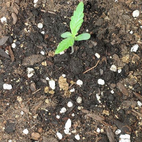 Moby Dick II #1 growlog timeline photo