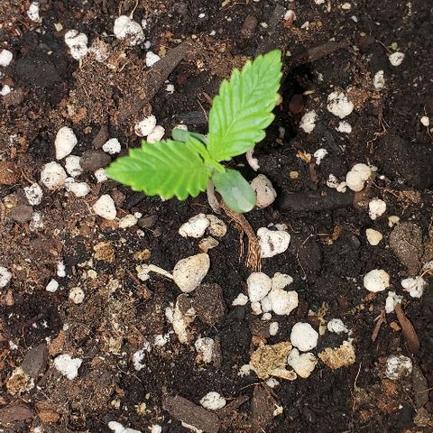Moby Dick II #2 growlog timeline photo