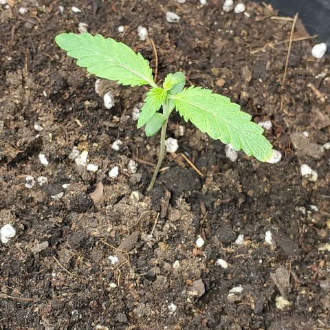 Moby Dick II #1 growlog timeline photo