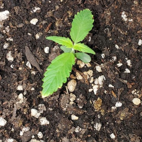 Moby Dick II #2 growlog timeline photo