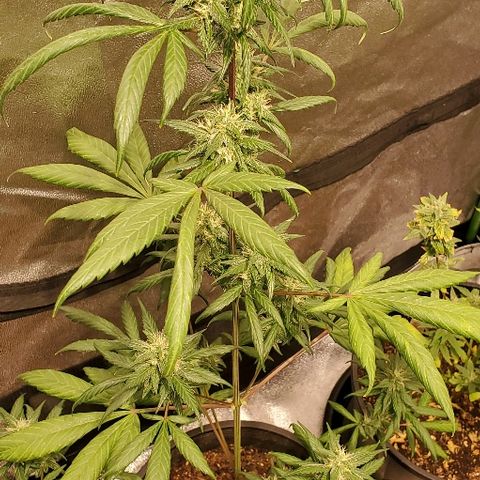 Fast Berry Auto (3) growlog timeline photo