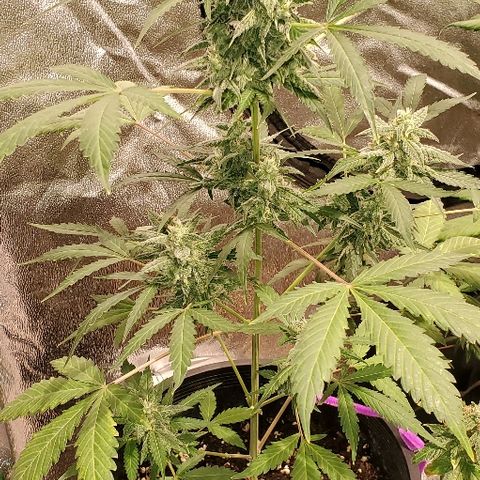 Moby Dick XXL Autoflowering 1 growlog timeline photo