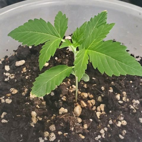 Moby Dick II #1 growlog timeline photo