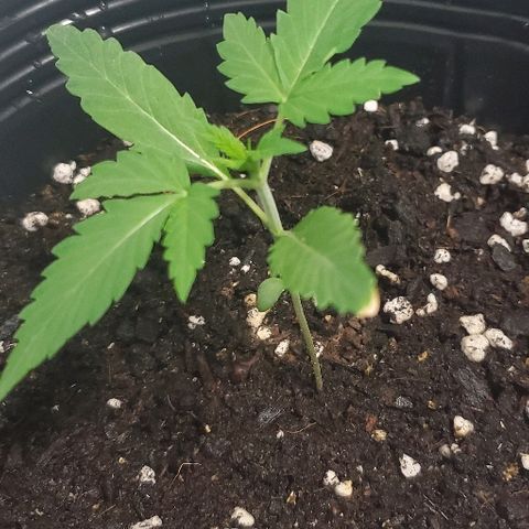 Moby Dick II #2 growlog timeline photo