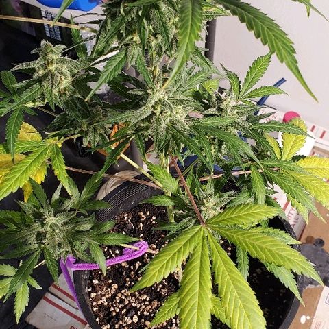 Moby Dick XXL Autoflowering 1 growlog timeline photo