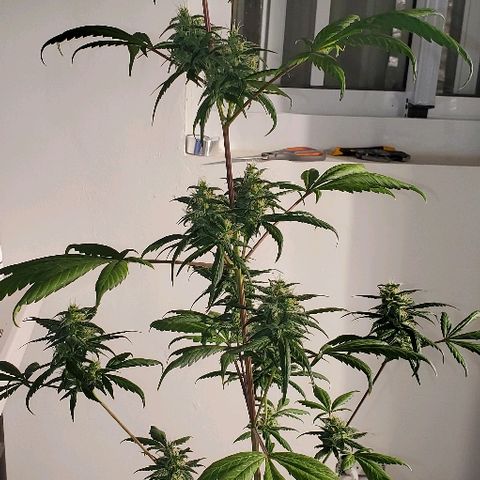 Fast Berry Auto (3) growlog timeline photo