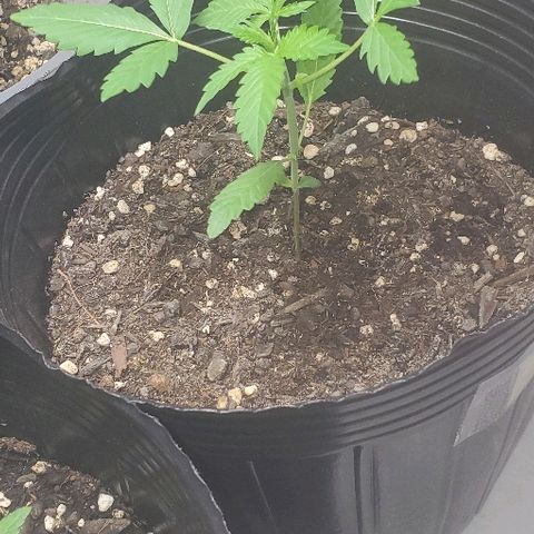Moby Dick II #1 growlog timeline photo