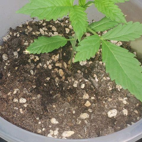 Moby Dick II #2 growlog timeline photo