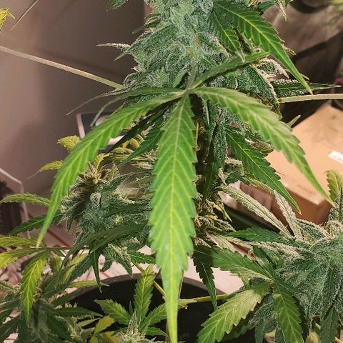 Moby Dick XXL Autoflowering 1 growlog timeline photo