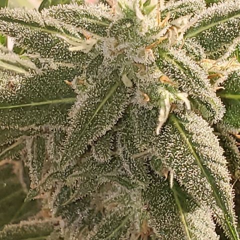 Moby Dick XXL Autoflowering 1 growlog timeline photo