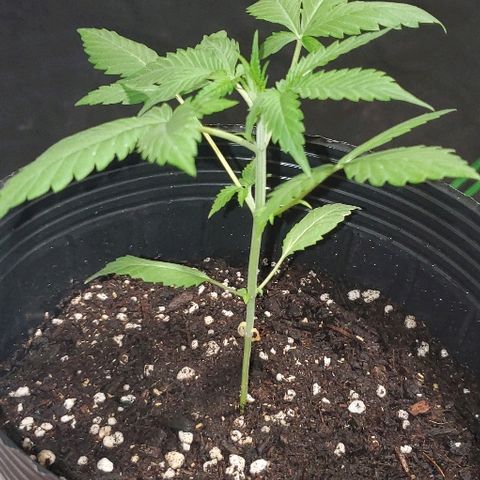 Moby Dick II #1 growlog timeline photo
