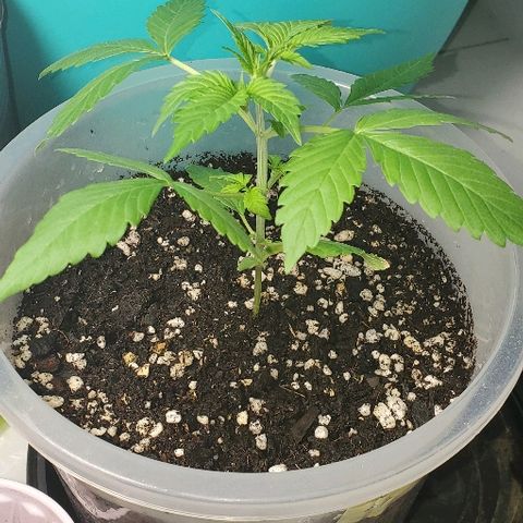 Moby Dick II #2 growlog timeline photo