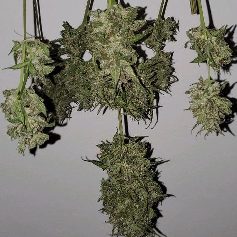 Moby Dick XXL Autoflowering 1 growlog timeline photo
