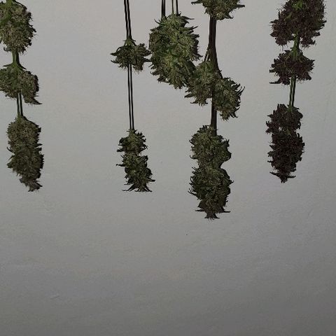 Fast Berry Auto (3) growlog timeline photo