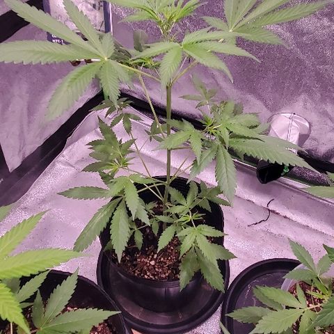Moby Dick II #1 growlog timeline photo