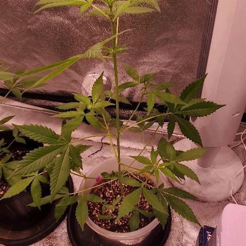 Moby Dick II #2 growlog timeline photo