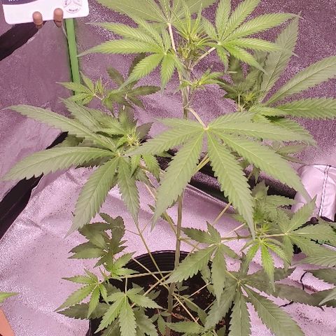 Moby Dick II #1 growlog timeline photo