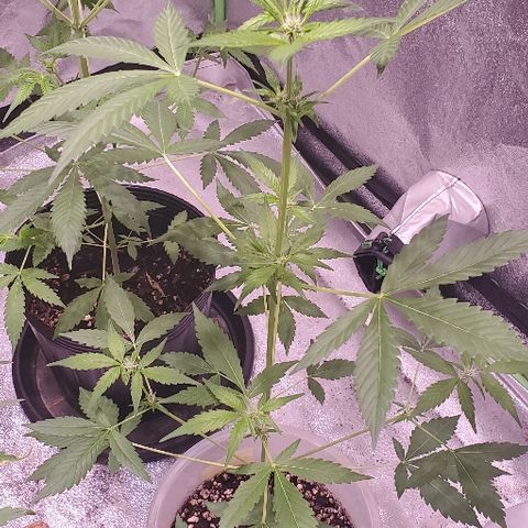 Moby Dick II #2 growlog timeline photo