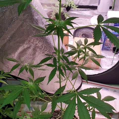 Moby Dick II #2 growlog timeline photo