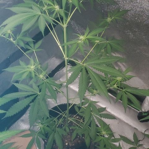 Moby Dick II #1 growlog timeline photo