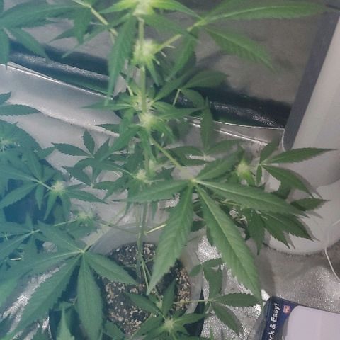 Moby Dick II #2 growlog timeline photo