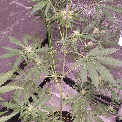 Moby Dick II #1 growlog timeline photo