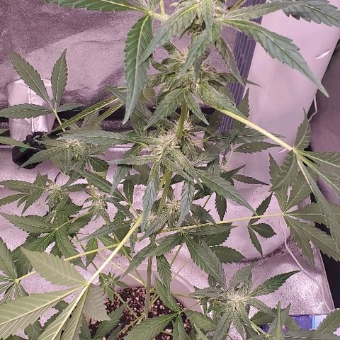 Moby Dick II #2 growlog timeline photo