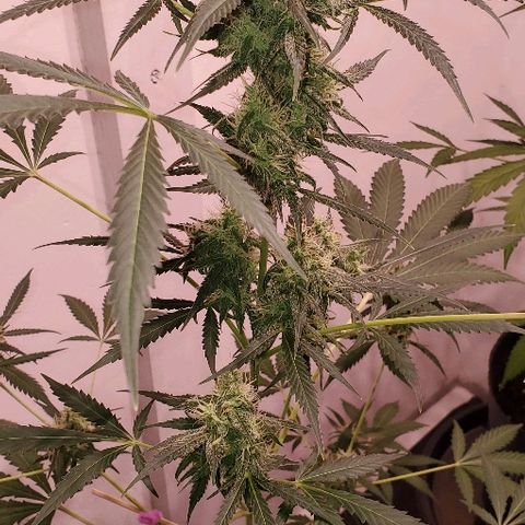 Moby Dick II #1 growlog timeline photo