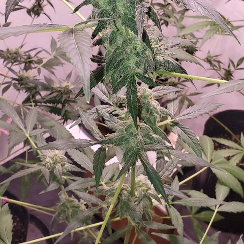 Moby Dick II #2 growlog timeline photo