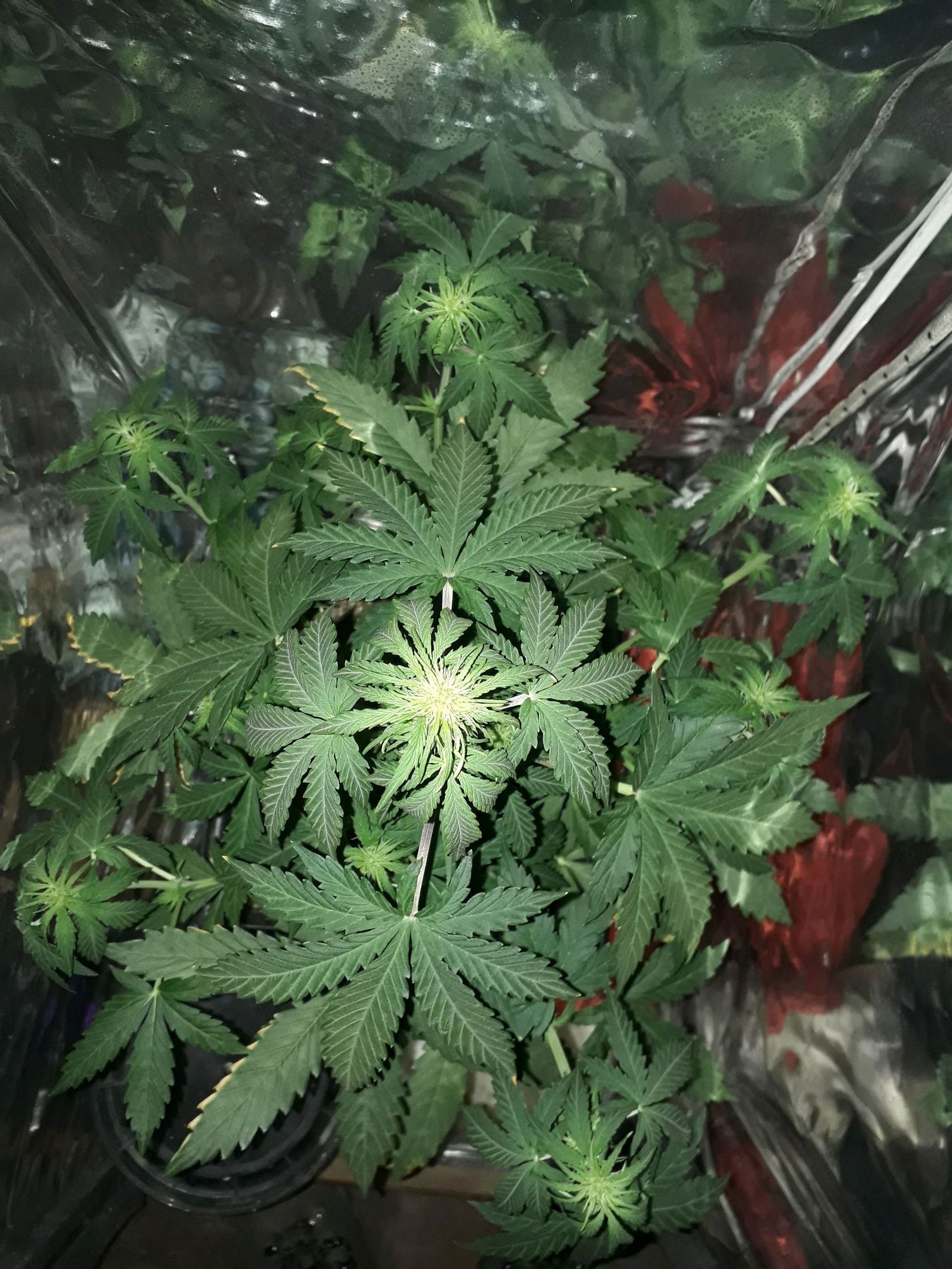 Azul growlog header