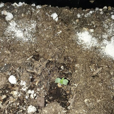 Azul growlog photo