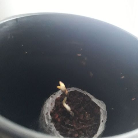Azul growlog photo